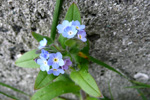 Hoylús / Myosotis sylvatica (DK Skov-forglemmigej)