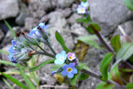 Hoylús / Myosotis sylvatica (DK Skov-forglemmigej)