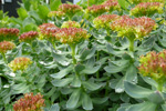 Rósuhjálpirót / Rhodiola rosea L.