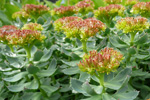 Rósuhjálpirót / Rhodiola rosea L.