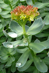 Rósuhjálpirót / Rhodiola rosea L.