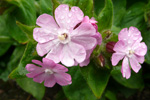 Reydlig bjargablóma / Silene dioica.