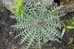 Mýritistil / Cirsium palustre