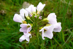 Eingjarkarsi / Cardamine pratensis L.