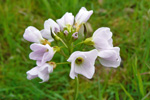 Eingjarkarsi / Cardamine pratensis L.