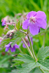 Litingarsortugras / Geranium sylvaticum.