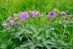 Litingarsortugras / Geranium sylvaticum.