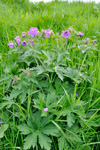 Litingarsortugras / Geranium sylvaticum.