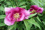 Hendan "føroyska" bóndarósan er helst innflutt upprunaliga. Hon var tikin við heim í bygdina, tá tey seinastu fólkini fluttu av Borðuni í Nólsoy / This rose was probably imported to the Faroe Islands a long time ago and planted at the lighthouse in Borðan on Nólsoy. When the last caretaker at the ligthouse moved back to the village, he transported the rose with him and planted it by his house in the village. 