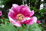 Hendan "føroyska" bóndarósan er helst innflutt upprunaliga. Hon var tikin við heim í bygdina, tá tey seinastu fólkini fluttu av Borðuni í Nólsoy / This rose was probably imported to the Faroe Islands a long time ago and planted at the lighthouse in Borðan on Nólsoy. When the last caretaker at the ligthouse moved back to the village, he transported the rose with him and planted it by his house in the village. 