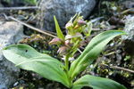 Grønlig barnarót / Grønligt hjúnagras / Coeloglossum viride (L.) Hartm. Streymoy.