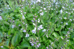 Læknabládepla / Veronica officinalis L.