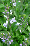 Læknabládepla / Veronica officinalis L.