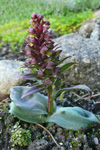 Grønlig barnarót / Grønligt hjúnagras / Coeloglossum viride (L.) Hartm. Streymoy.