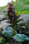 Grønlig barnarót / Grønligt hjúnagras / Coeloglossum viride (L.) Hartm. Streymoy.