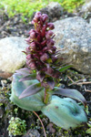 Grønlig barnarót / Grønligt hjúnagras / Coeloglossum viride (L.) Hartm. Streymoy.