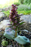 Grønlig barnarót / Grønligt hjúnagras / Coeloglossum viride (L.) Hartm. Streymoy.