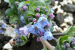 Sævarrossatunga / Mertensia maritima