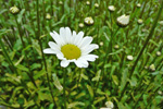 Hvítt oksaeyga / Leucanthemum vulgare Lam. (Chrysanthemum leucanthemum L.)