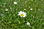 Hvítt oksaeyga / Leucanthemum vulgare Lam. (Chrysanthemum leucanthemum L.)