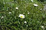 Hvítt oksaeyga / Leucanthemum vulgare Lam. (Chrysanthemum leucanthemum L.)