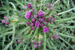 Mýritistil / Cirsium palustre