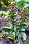 Dactylorhiza viridis (Linné) R.M. Bateman, Pridgeon & M.W. Chase 1997. Vágar.