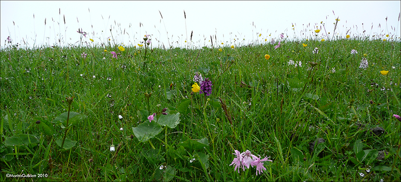 Summarblómur / Sommerblomster / Summer flowers