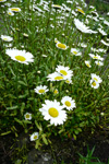 Hvítt oksaeyga / Leucanthemum vulgare Lam. (Chrysanthemum leucanthemum L.)