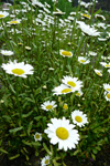 Hvítt oksaeyga / Leucanthemum vulgare Lam. (Chrysanthemum leucanthemum L.)