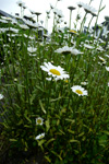 Hvítt oksaeyga / Leucanthemum vulgare Lam. (Chrysanthemum leucanthemum L.)