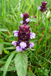 Trøllabátsmanshattur / Prunella vulgaris L. Tórshavn.