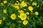 Skriðsólja / Ranunculus repens L.