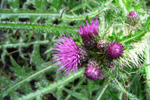 Mýritistil / Cirsium palustre