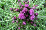 Mýritistil / Cirsium palustre