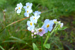 Mýrihoylús (Gloym meg ei) / Myosotis scorpioides.