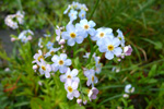 Mýrihoylús (Gloym meg ei) / Myosotis scorpioides.