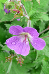 Litingarsortugras / Geranium sylvaticum.