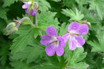 Litingarsortugras / Geranium sylvaticum.