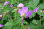 Litingarsortugras / Geranium sylvaticum.