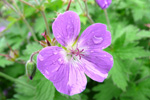 Litingarsortugras / Geranium sylvaticum.