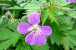 Litingarsortugras / Geranium sylvaticum.