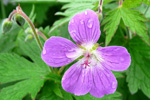 Litingarsortugras / Geranium sylvaticum.