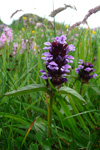 Trøllabátsmanshattur / Prunella vulgaris L. Tórshavn.