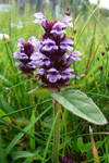 Trøllabátsmanshattur / Prunella vulgaris L. Tórshavn.