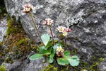 Dvørgasteinbrot / Saxifraga tenuis 