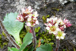 Dvørgasteinbrot / Saxifraga tenuis 