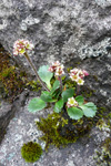 Dvørgasteinbrot / Saxifraga tenuis 