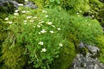 Eyrtúvusteinbrot / Saxifraga rosacea, Sornfelli.