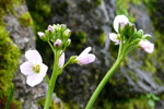 Eingjarkarsi / Cardamine pratensis L.